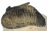 Detailed Hollardops Trilobite Fossil - Multi-Toned Preservation #347781-1